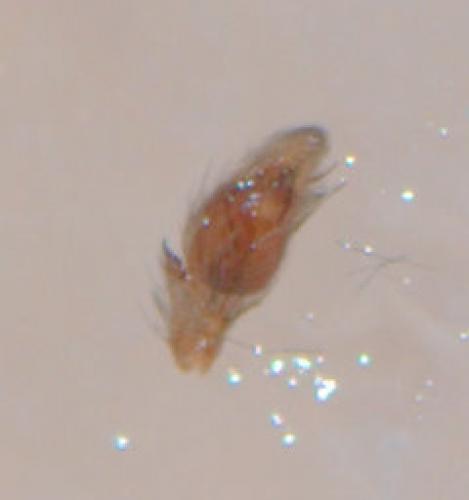 Réf. 41 328 : Scotophaeus blackwalli