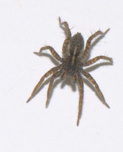 Pardosa sp.