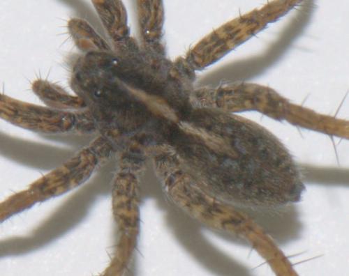 Pardosa sp.