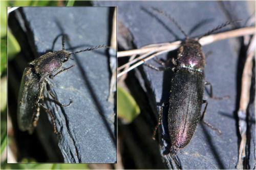 Ctenicera cuprea