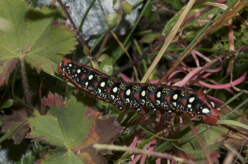 Hyles euphorbiae