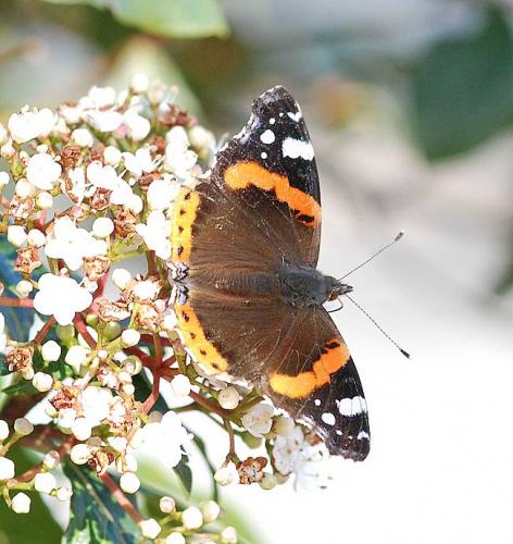 Vanessa atalanta