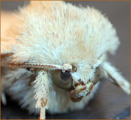 Enargia paleacea