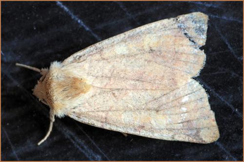 Enargia paleacea