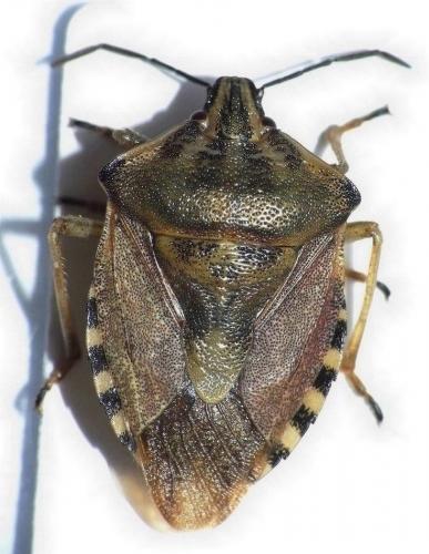Carpocoris pudicus