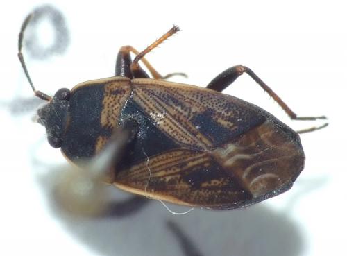 Trapezonotus dispar