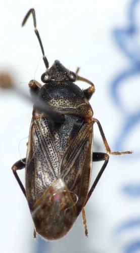 Peritrechus geniculatus
