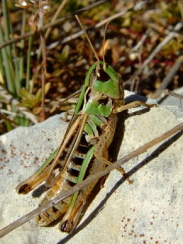 Stenobothrus nigromaculatus nigromaculatus