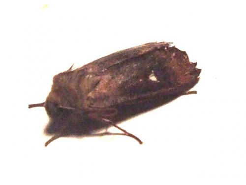 Réf. 41 210 : Eupsilia transversa