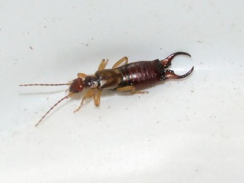 Forficula auricularia