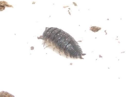 Réf. 41 643 : Porcellio scaber