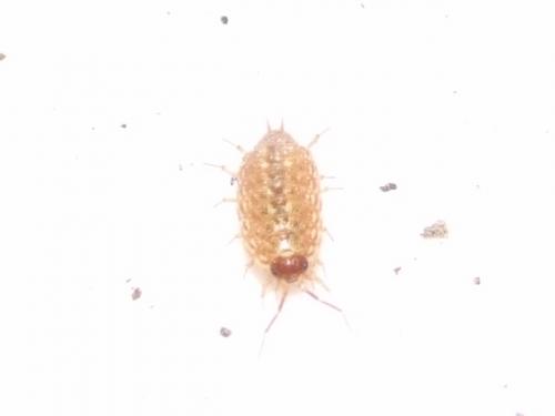 Philoscia sp.