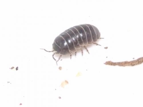 Armadillidium vulgare