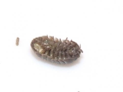 Réf. 41 644 : Armadillidium vulgare