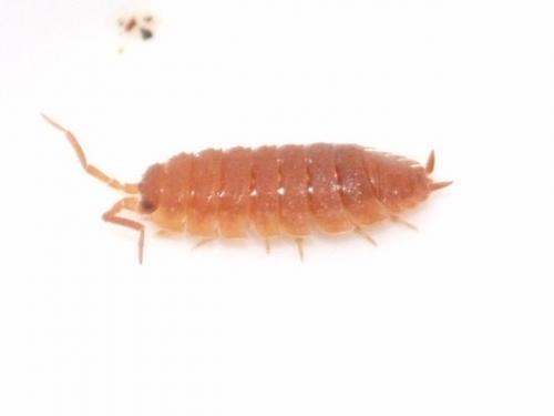 Réf. 41 642 : Porcellio scaber