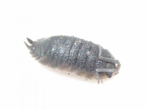 Porcellio scaber