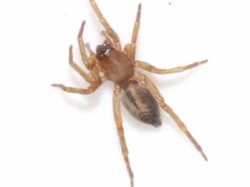 Clubiona sp.