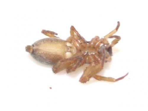 Clubiona sp.