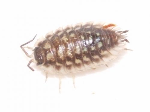 Oniscus asellus