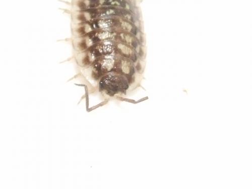 Oniscus asellus