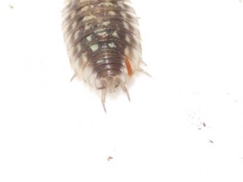 Oniscus asellus