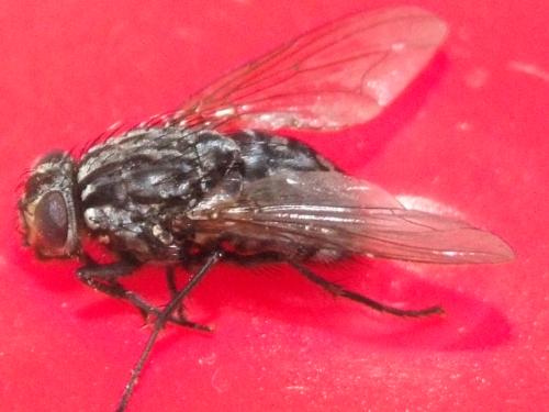 Réf. 41 719 : Polietes meridionalis