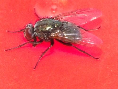 Réf. 41 720 : Eudasyphora sp.