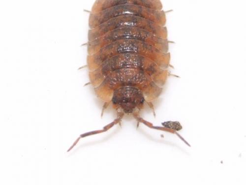 Réf. 41 867 : Porcellio scaber