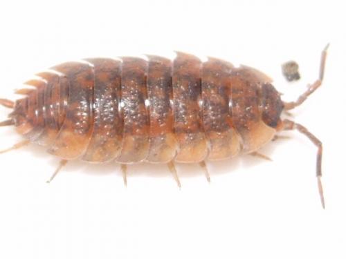 Porcellio scaber