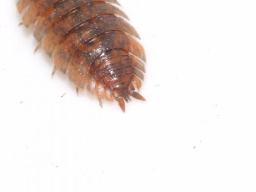 Porcellio scaber