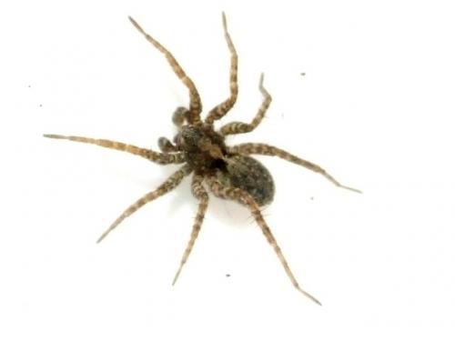 Pardosa sp.