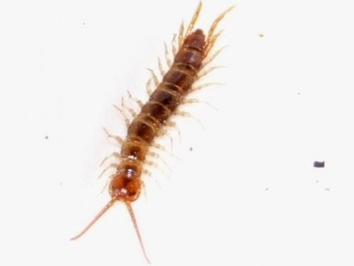 Lithobius sp.