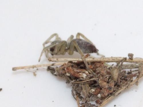 Clubiona sp.