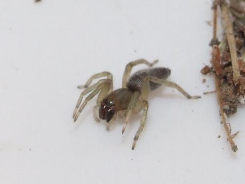 Clubiona sp.