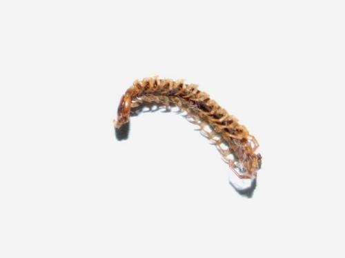 Lithobius sp.