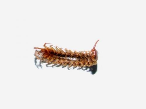 Lithobius sp.
