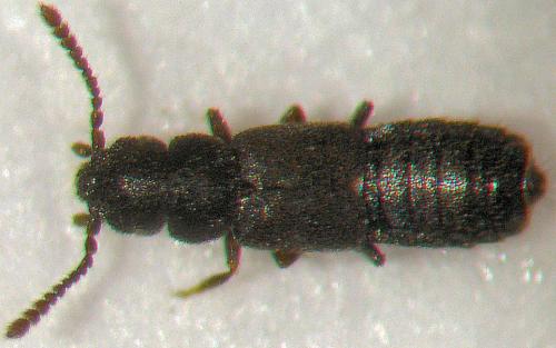 Réf. 41 259 : Thinobius sp.