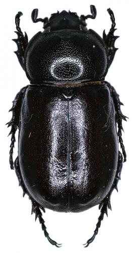 Rhizoplatys mucronatus mucronatus