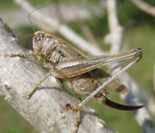 Réf. 41 244 : Platycleis albopunctata