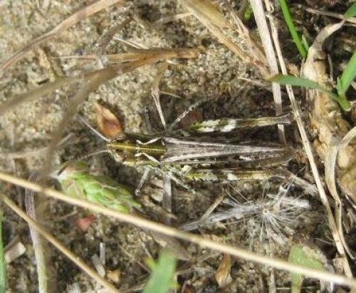 Myrmeleotettix maculatus maculatus