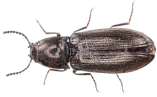 Réf. 41 628 : Pheletes aeneoniger