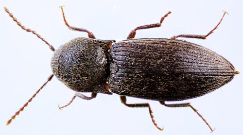 Réf. 41 631 : Agriotes obscurus