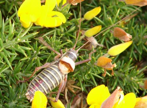 Ephippiger diurnus diurnus