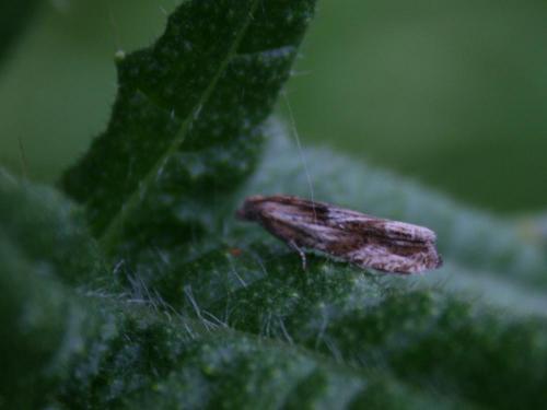 Eucosma cana