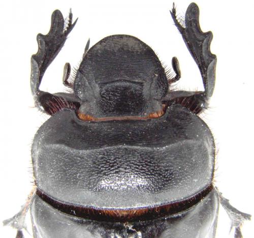 Heliocopris antenor