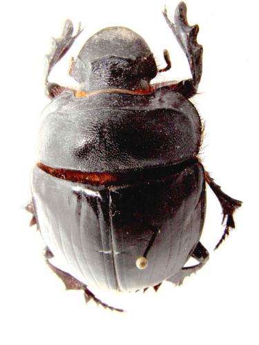 Heliocopris antenor
