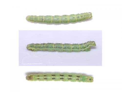 Camptogramma bilineata