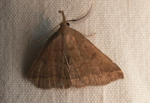 Réf. 41 752 : Pechipogo plumigeralis
