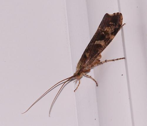 Glyphotaelius pellucidus