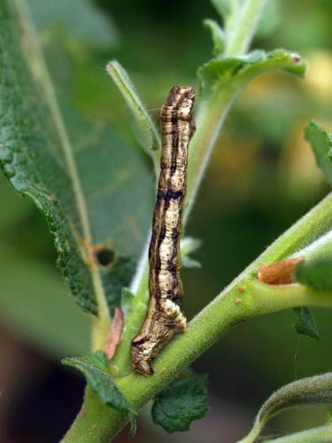 Ectropis crepuscularia